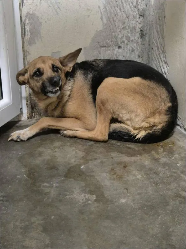 Znaleziono psa, Grudziądz, 13 listopada 2025