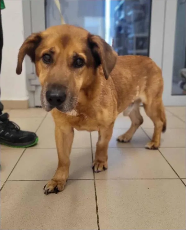 Znaleziono psa, Grudziądz, 15 listopada 2025