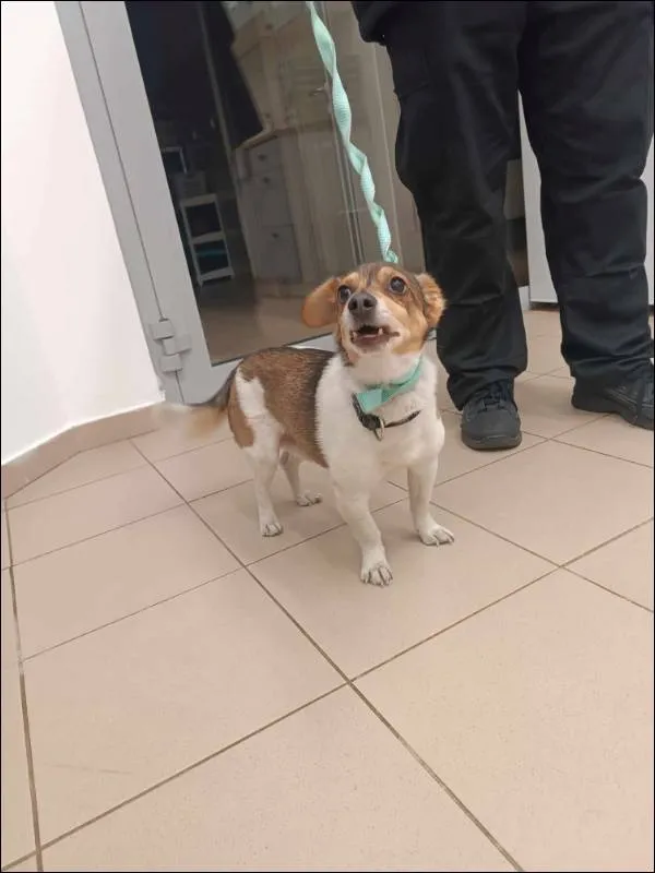 Znaleziono psa, Grudziądz, 15 listopada 2025