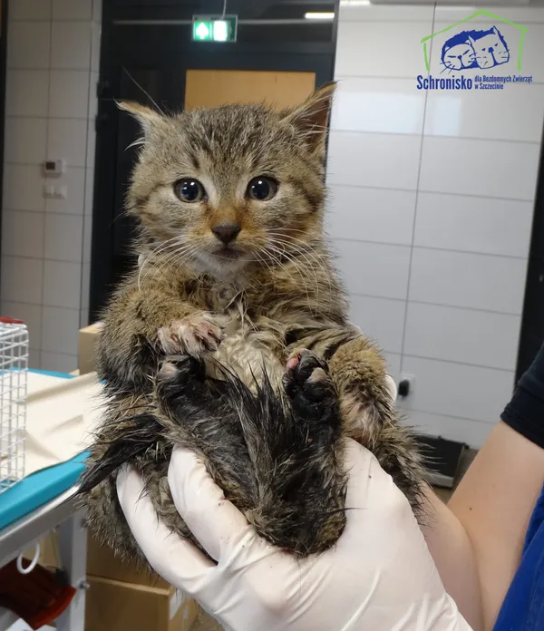 Kot do adopcji, Szczecin, 15 listopada 2025