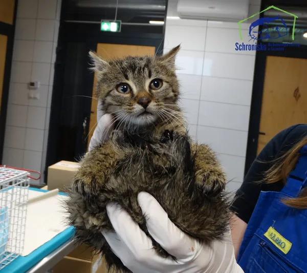 Kot do adopcji, Szczecin, 15 listopada 2025