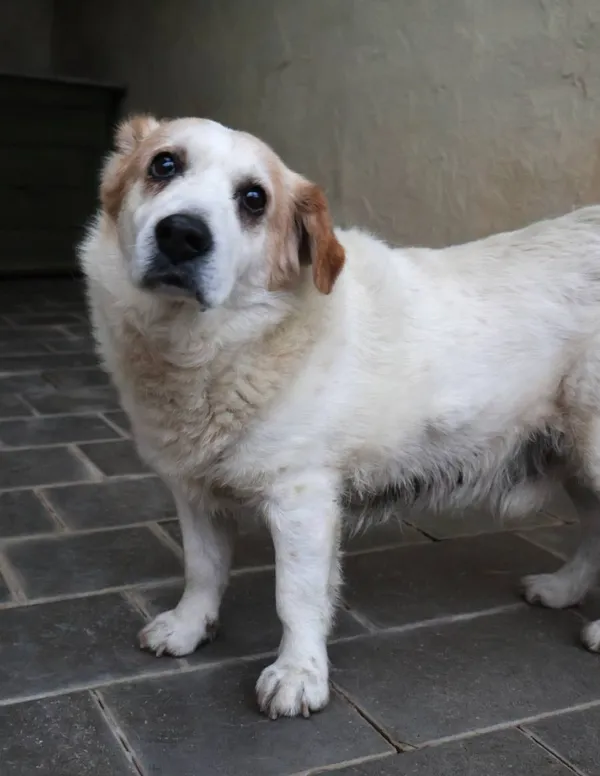 Znaleziono psa, Łódź, 15 listopada 2025 (2/5)