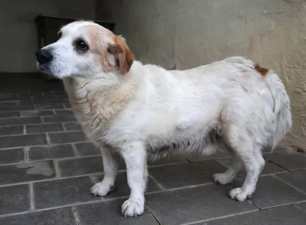 Znaleziono psa, Łódź, 15 listopada 2025 (4/5)