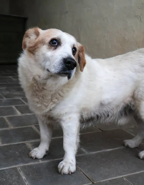 Znaleziono psa, Łódź, 15 listopada 2025 (5/5)