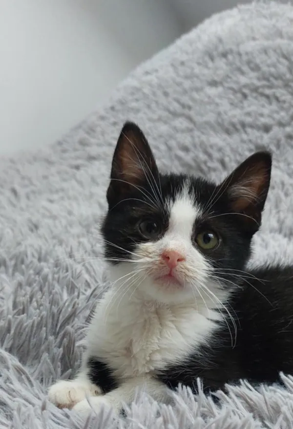 Oddam kota, Olsztyn, Likusy, 16 listopada 2025 (1/5)