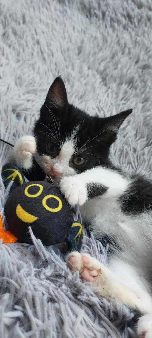 Oddam kota, Olsztyn, Likusy, 16 listopada 2025 (5/5)