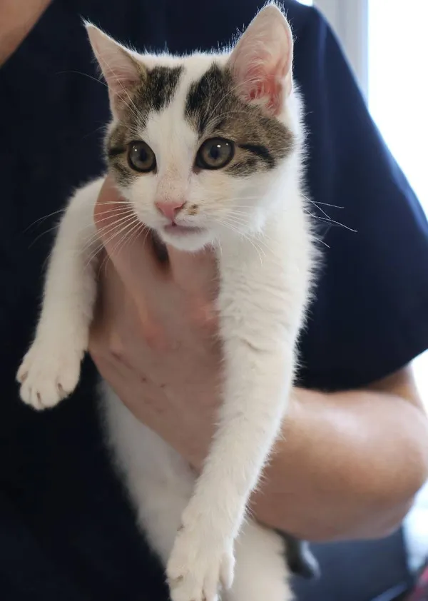 Znaleziono kota, Łódź, 16 listopada 2025 (3/4)