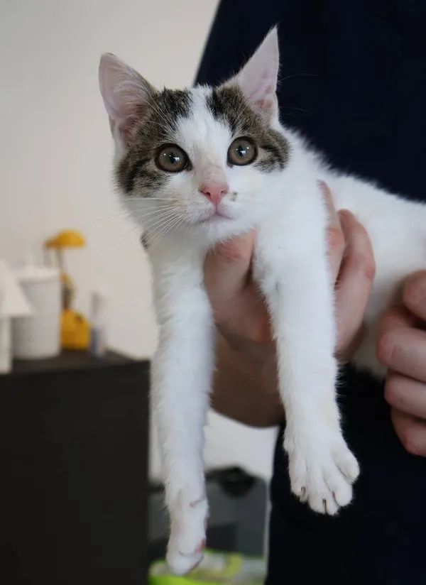 Znaleziono kota, Łódź, 16 listopada 2025 (4/4)