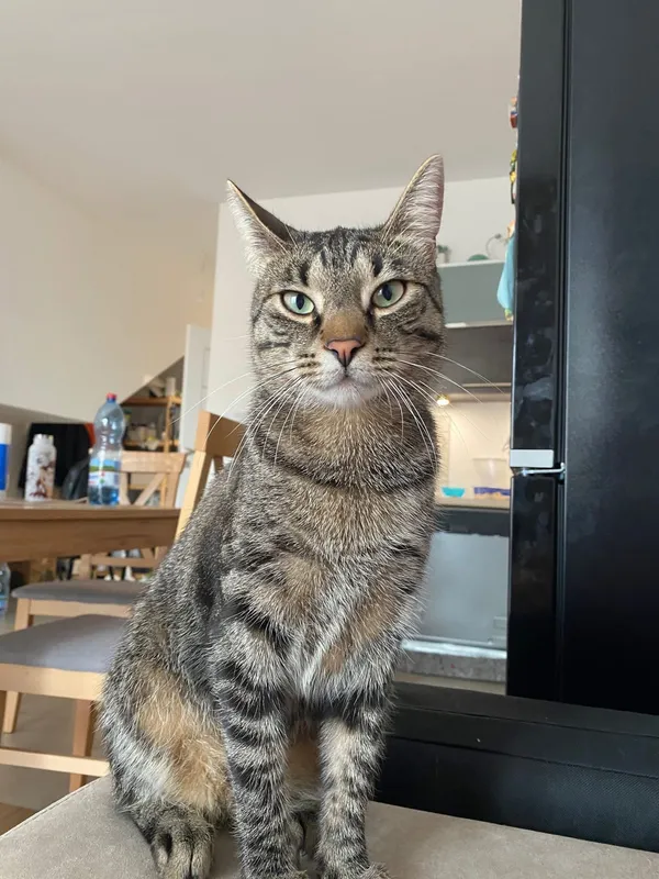 Zaginął kot, Białystok, Nowe Miasto, 16 listopada 2025 (1/3)