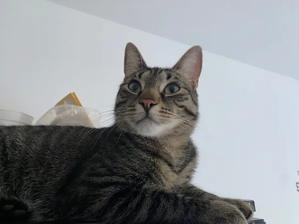 Zaginął kot, Białystok, Nowe Miasto, 16 listopada 2025 (2/3)