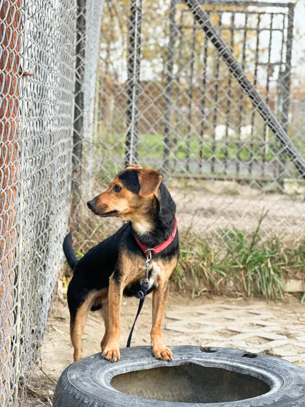 Pies do adopcji, Korabiewice, 16 listopada 2025 (2/5)