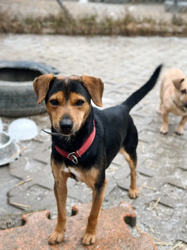 Pies do adopcji, Korabiewice, 16 listopada 2025 (5/5)