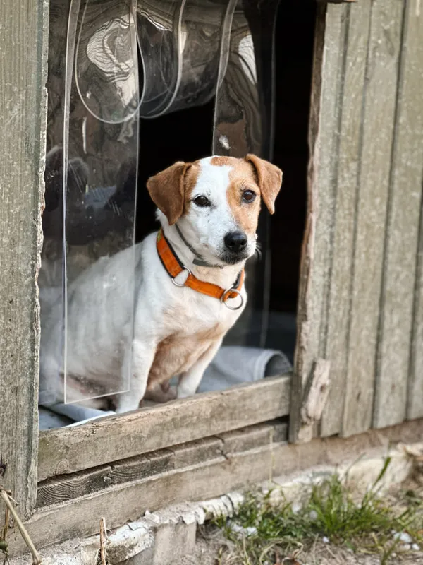 Pies do adopcji, Korabiewice, 16 listopada 2025 (2/4)