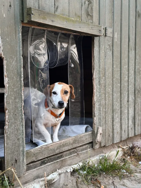 Pies do adopcji, Korabiewice, 16 listopada 2025 (3/4)