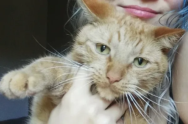 Zaginął kot, Jastrzębie-Zdrój, 18 grudnia 2025 (1/6)