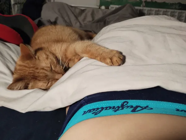 Zaginął kot, Jastrzębie-Zdrój, 18 grudnia 2025 (3/6)