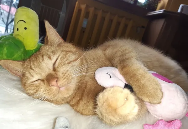 Zaginął kot, Jastrzębie-Zdrój, 18 grudnia 2025 (4/6)