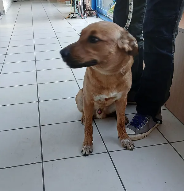 Znaleziono psa, Gdańsk, 16 listopada 2025