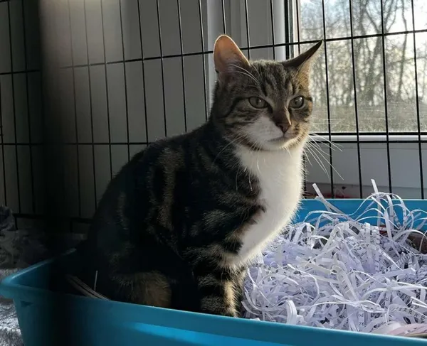 Znaleziono kota, Toruń, 15 listopada 2025