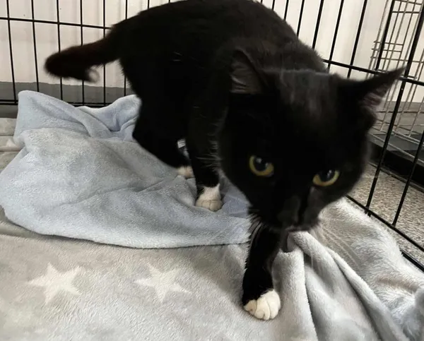 Znaleziono kota, Toruń, 15 listopada 2025