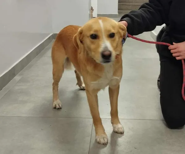 Znaleziono psa, Toruń, 15 listopada 2025