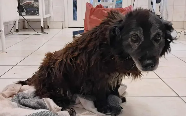 Znaleziono psa, Toruń, 14 listopada 2025