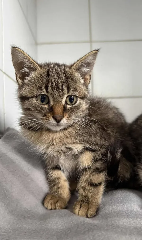 Znaleziono kota, Lublin, 29 października 2025