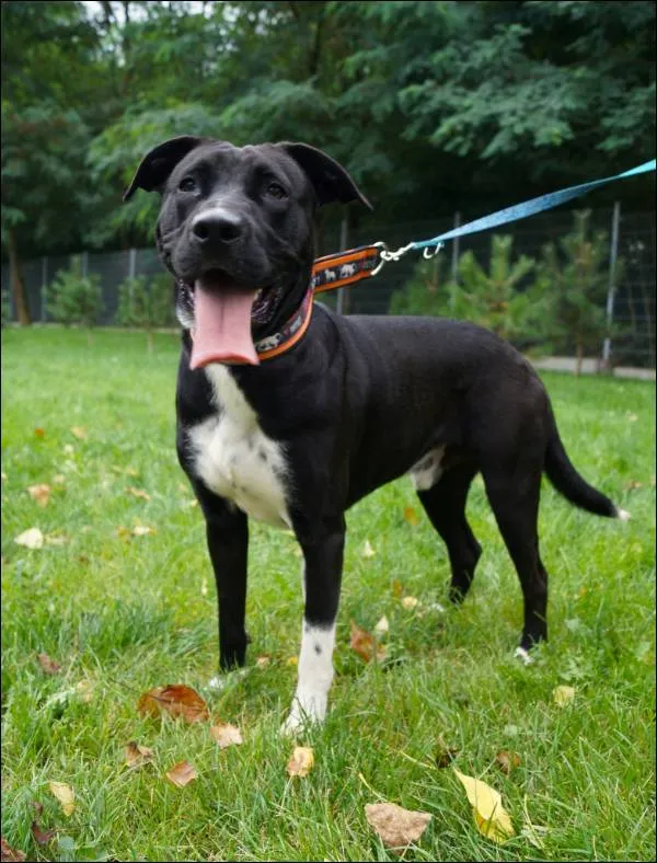 Znaleziono psa, Grudziądz, 16 listopada 2025