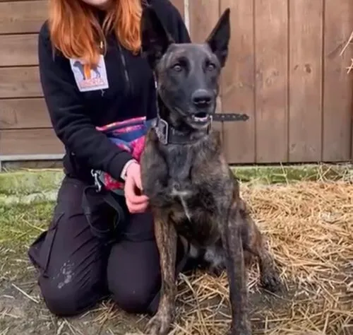 Pies do adopcji, Głowno, 16 listopada 2025 (4/4)