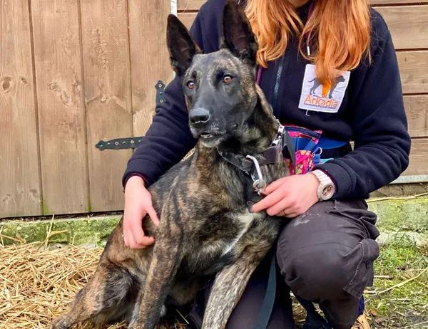 Pies do adopcji, Głowno, 16 listopada 2025 (1/4)