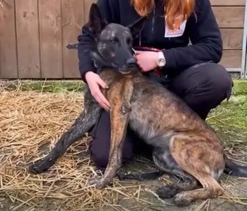 Pies do adopcji, Głowno, 16 listopada 2025 (2/4)