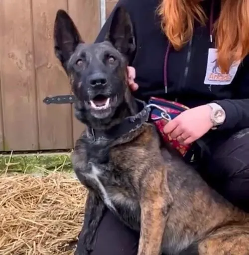 Pies do adopcji, Głowno, 16 listopada 2025 (3/4)