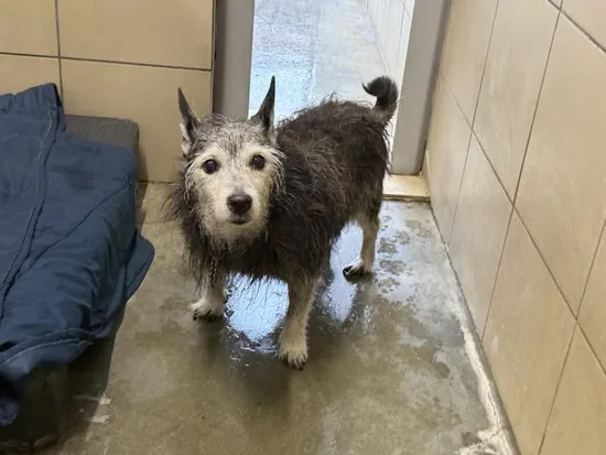 Pies do adopcji, Kraków, 2 listopada 2025