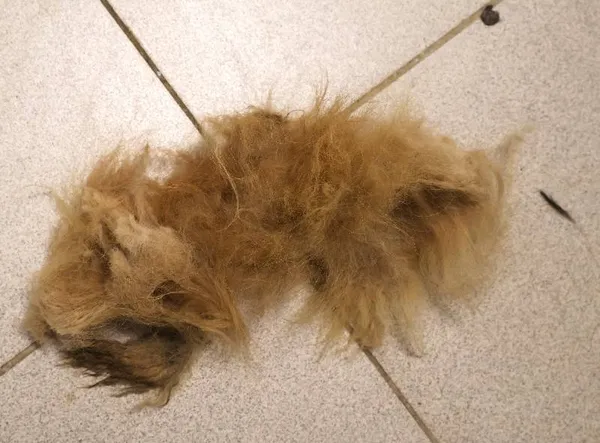 Znaleziono psa, Łódź, 16 listopada 2025 (4/4)