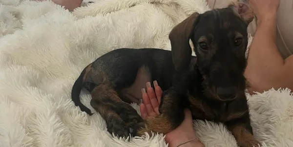 Zaginął pies, Szaflary, 17 listopada 2025 (1/4)