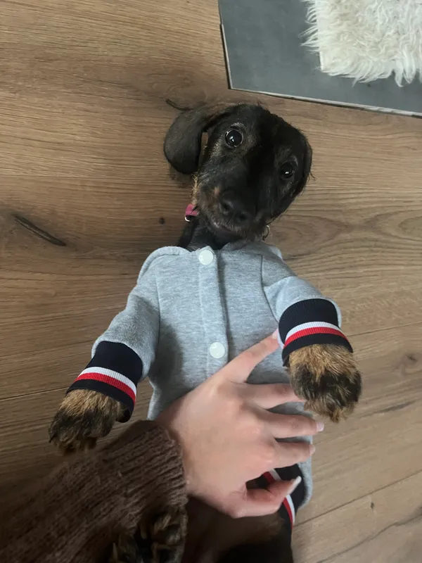 Zaginął pies, Szaflary, 17 listopada 2025 (4/4)