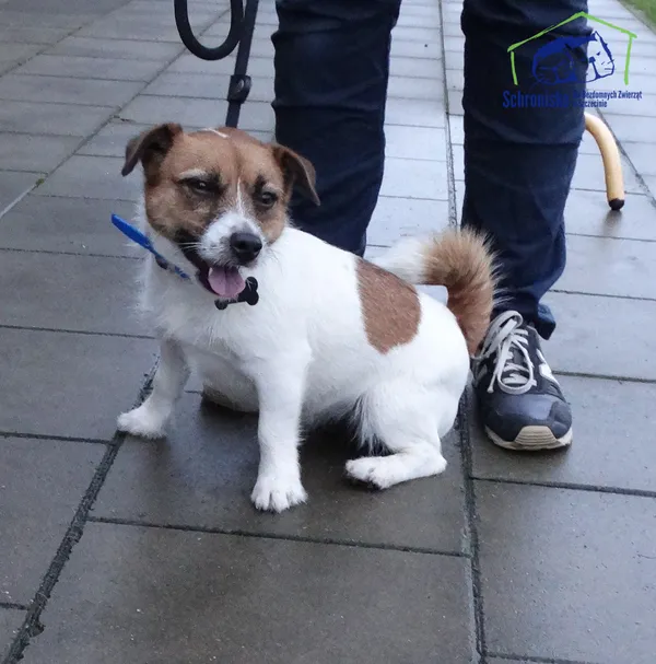Znaleziono psa, Szczecin, 15 listopada 2025