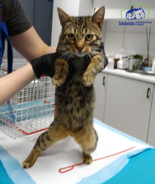 Znaleziono kota, Szczecin, 15 listopada 2025