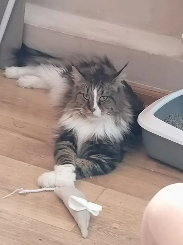 Zaginął kot, Sulechów, 17 listopada 2025 (1/3)