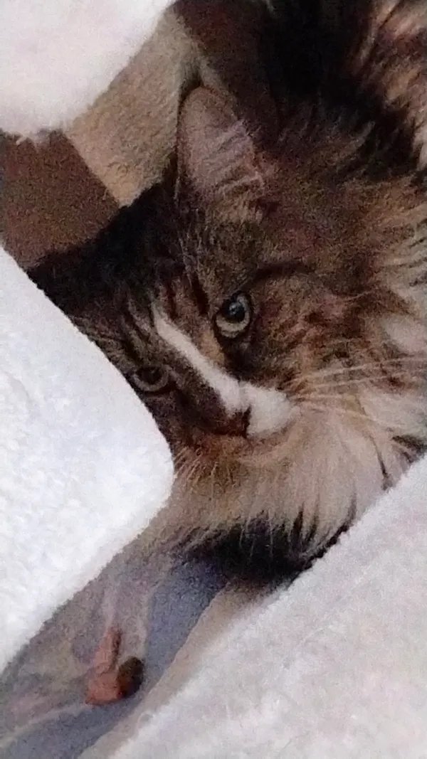 Zaginął kot, Sulechów, 17 listopada 2025 (3/3)