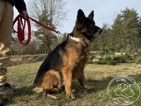 Pies do adopcji, Chełmek, 22 października 2025