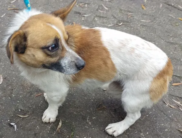 Znaleziono psa, Radom, 16 listopada 2025