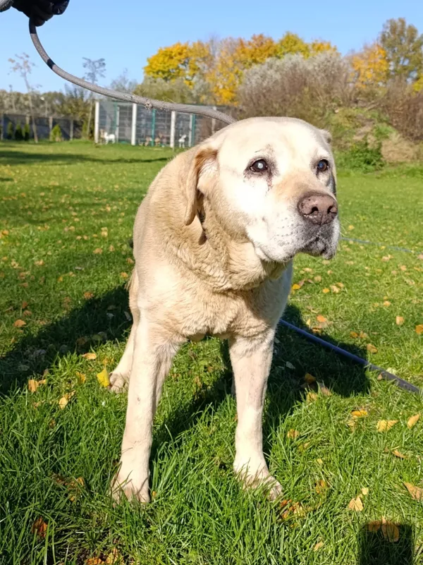 Pies do adopcji, Bełchatów, 13 września 2025 (2/5)