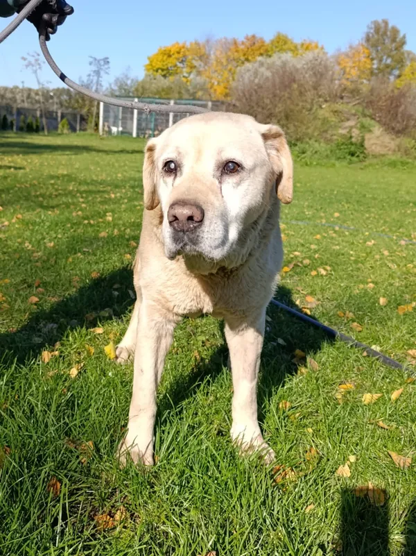 Pies do adopcji, Bełchatów, 13 września 2025 (3/5)