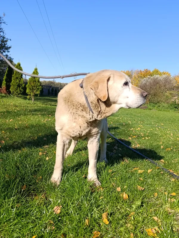 Pies do adopcji, Bełchatów, 13 września 2025 (4/5)