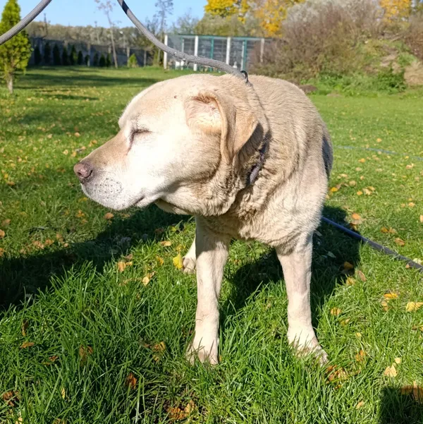 Pies do adopcji, Bełchatów, 13 września 2025 (5/5)