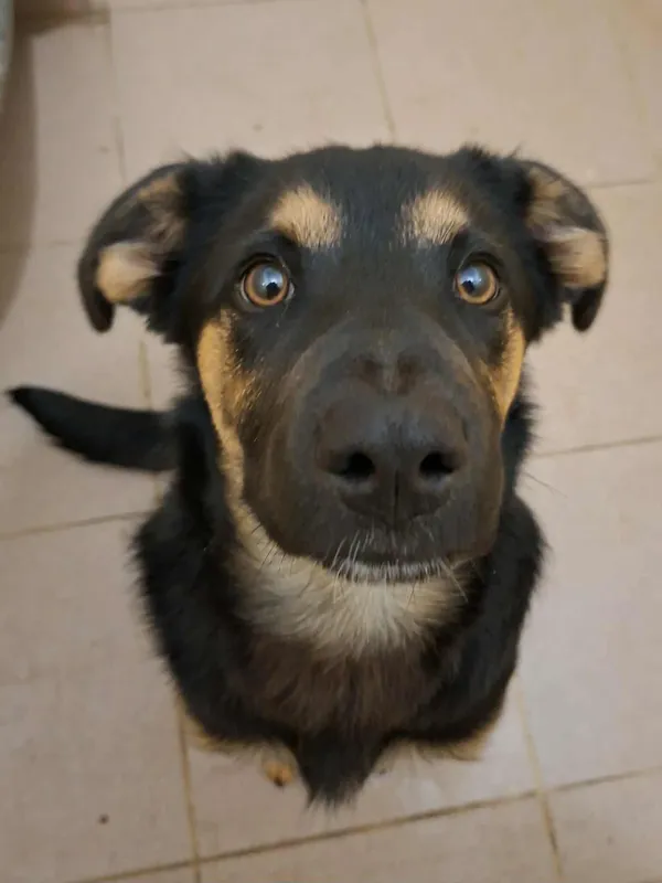 Pies do adopcji, Olsztyn, 23 października 2025 (1/2)