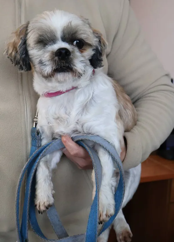 Znaleziono psa, Łódź, 16 listopada 2025 (3/3)