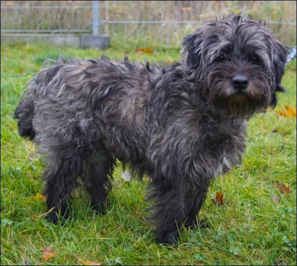 Znaleziono psa, Grudziądz, 23 września 2025