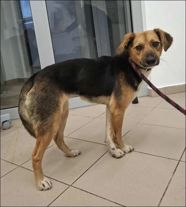 Znaleziono psa, Grudziądz, 17 listopada 2025